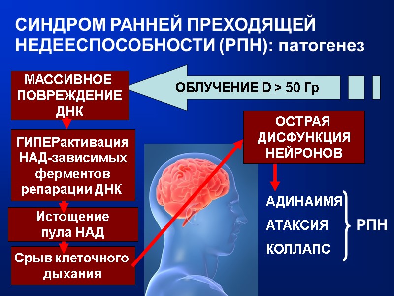 СИНДРОМ РАННЕЙ ПРЕХОДЯЩЕЙ НЕДЕЕСПОСОБНОСТИ (РПН): патогенез ОБЛУЧЕНИЕ D > 50 Гр МАССИВНОЕ  ПОВРЕЖДЕНИЕ